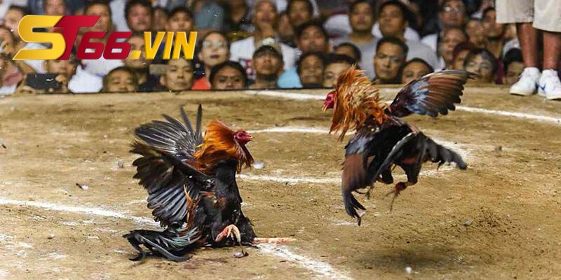 Sơ lược thông tin và đặc điểm về đá gà ST66