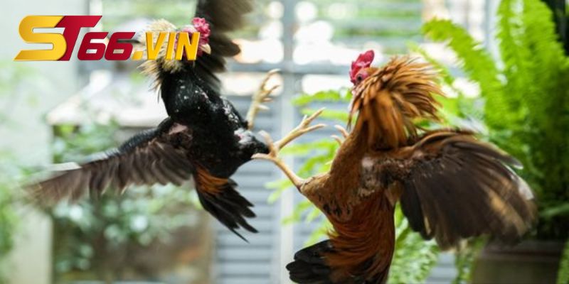 Tìm hiểu quy định về thời gian chơi đá gà
