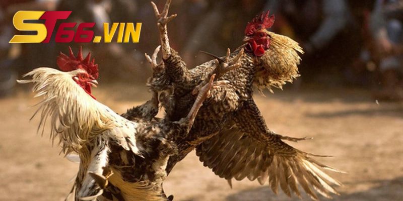 Bí quyết chơi đá gà ST66 xương máu và chuẩn xác nhất