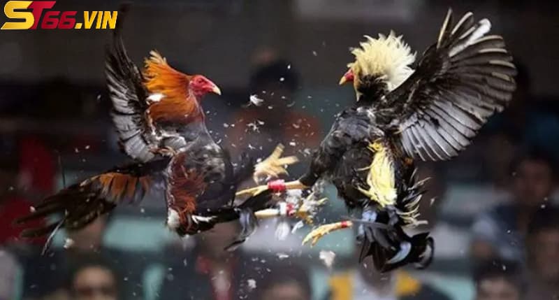 Cách tham gia chơi cá cược đá gà Thomo tại ST66