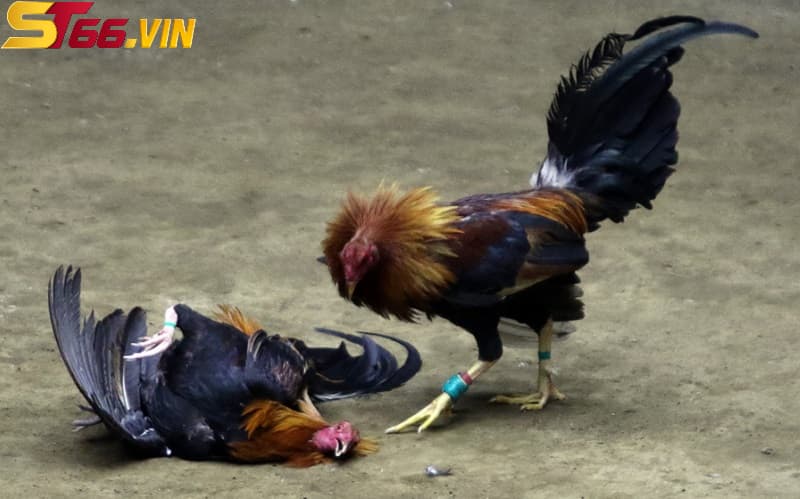 Nắm bắt các thông tin liên quan đến chiến kê